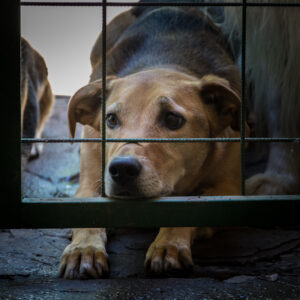 The Supreme Court’s Order to Remove Stray Dogs in India: A Political Perspective