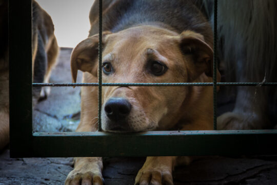 The Supreme Court’s Order to Remove Stray Dogs in India: A Political Perspective