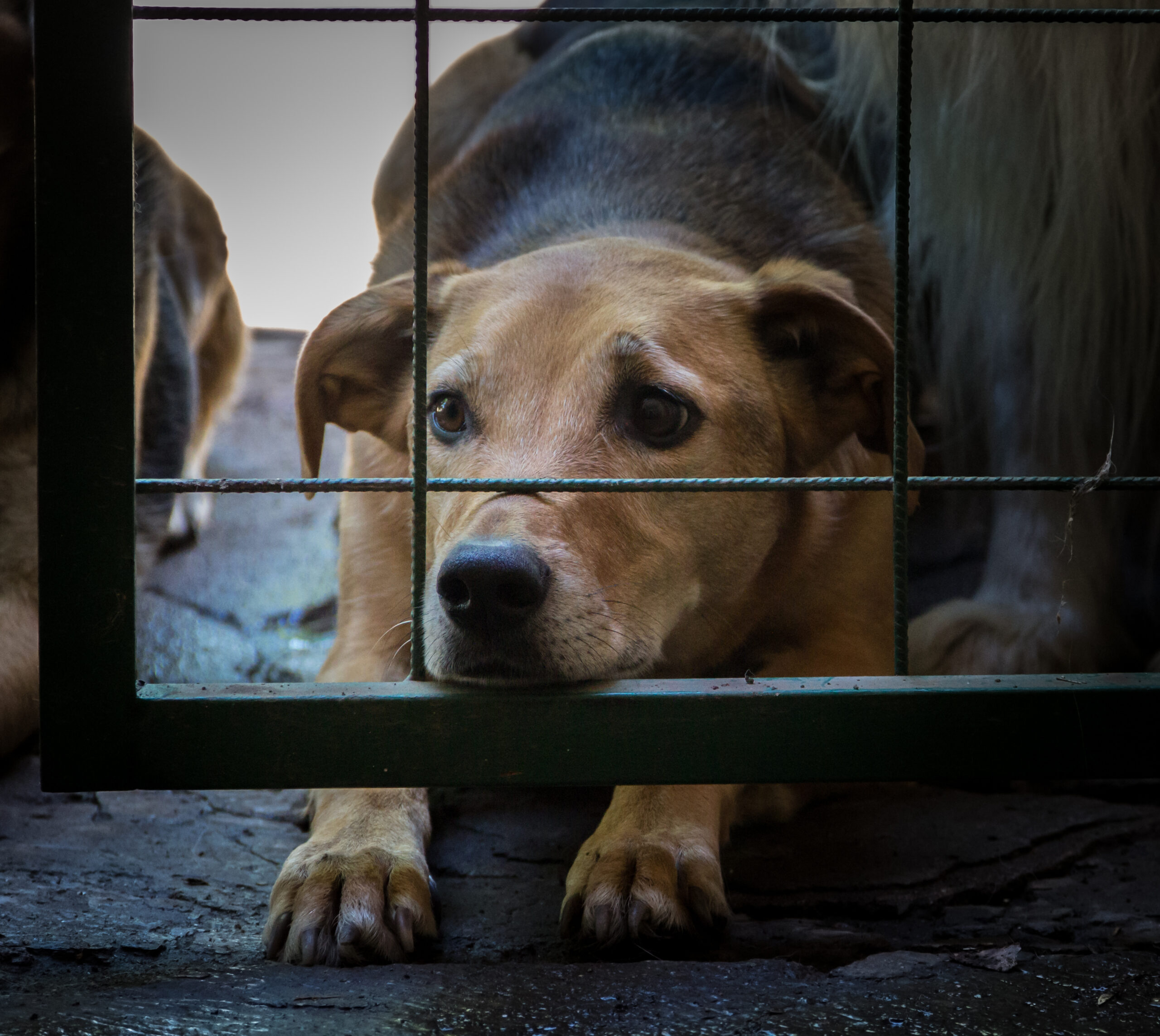 The Supreme Court’s Order to Remove Stray Dogs in India: A Political Perspective
